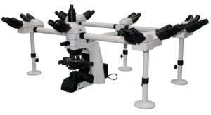 NOVEL 永新 &nbsp;&nbsp;&nbsp;&nbsp;&nbsp;NE900 &nbsp;&nbsp;&nbsp;&nbsp;&nbsp;生物显微镜